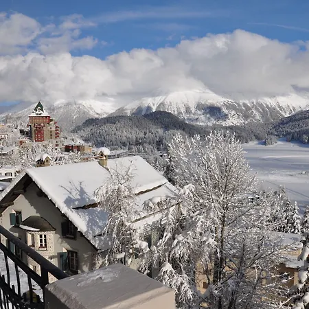 Soldanella São Moritz