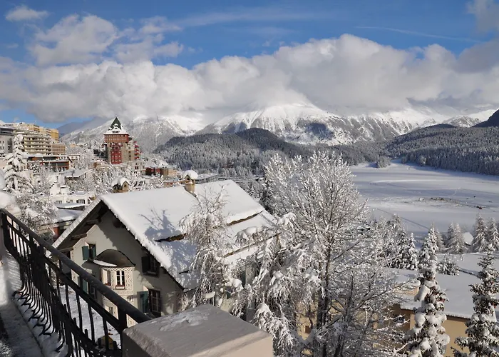Soldanella St Moritz
